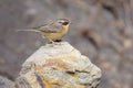 Accentor Royalty Free Stock Photo