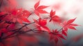 Close up of acer plant red leaves in misty diffuse light ambient occlusion. Generative AI