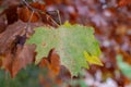 Close-up of acer pseudoplatanus leaf