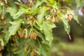 Close up of acer tataricum or tatar maple leaves and achenes on blurry background. Selected focus. Beauty of nature.