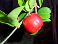 Close-up of an acerola (Malpighia emarginata) on a tree in a garden in SÃÂ£o Paulo, Brazil. Also known as: azerola,