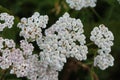 Achillea millefolium, commonly known as yarrow, blooming in spring Royalty Free Stock Photo