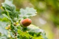 Close up of an acorn on a branch of an oak tree in a forest in autumn