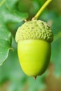 Close-up of an acorn