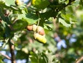 Close up acorn hanging on tree in end of summer autumn