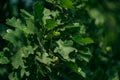 Close-up acorn in oak foliage on tree; blurred green nature background Royalty Free Stock Photo