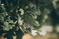 Close-up acorn in oak foliage on tree; blurred green nature background Royalty Free Stock Photo