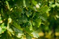 Close-up acorn in oak foliage on tree; blurred green nature background Royalty Free Stock Photo