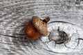 Close up of an acorn on rustic wood for an autumn holiday background