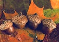 Close up of acorns laying on fall tree leaf`s. Bright autumn background Royalty Free Stock Photo