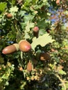 Mighty oaks from tiny acorns grow