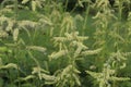 Actaea dahurica flower in the garden. Black cohosh.