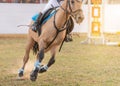 Close up action of horse legs with protection boots galloping and sliding Royalty Free Stock Photo