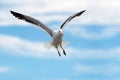 A close up action photograph of a seagull in flight Royalty Free Stock Photo