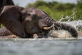 A close up action portrait of a submerged swimming elephant Royalty Free Stock Photo