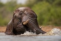 A close up action portrait of a submerged swimming elephant Royalty Free Stock Photo