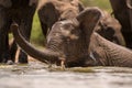 A close up action portrait of a submerged swimming elephant