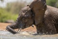 A close up action portrait of a submerged swimming elephant Royalty Free Stock Photo