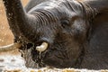 An action portrait of a swimming elephant, splashing, playing and drinking in a waterhole Royalty Free Stock Photo