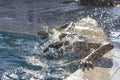 Close up action shot of a playing teenage boy, splashing water aganist sun. Sport, recreation, lifestyle Royalty Free Stock Photo