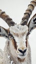 Close-up of an addax antelope in winter Royalty Free Stock Photo