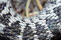 Close up of Adder, Vipera berus Royalty Free Stock Photo