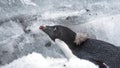 Close up of an Adelie penguin in Antarctica