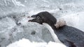 Close up of an Adelie penguin in Antarctica