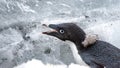 Close up of an Adelie penguin in Antarctica