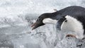 Close up of an Adelie penguin in Antarctica