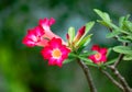 Close up Adenium obesum or desert rose with green leaves growing up in the garden at home