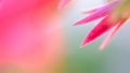 Close up of Adenium pink flower petal