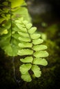 Adiantum pedatum green fern leaves on blur background. Royalty Free Stock Photo