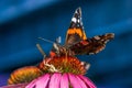 Close up of a Admiral butterfly and a crab spider Royalty Free Stock Photo