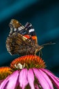Close up of a Admiral butterfly on a pink cone flower Royalty Free Stock Photo
