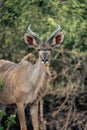 Close-up of adolescent male greater kudu staring Royalty Free Stock Photo