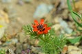 Adonis flower known as Pheasant`s-eye