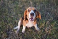 Close-up an adorable beagle eyes during sit on the grass field