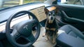 CLOSE UP: Adorable black puppy waits for its owners inside a high tech car.