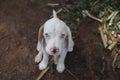 Close up an adorable blue eyes white hair beagle dog