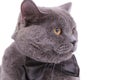 Close up of adorable British Shorthair cat wearing bowtie Royalty Free Stock Photo