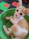 Close up, adorable domestic Indonesia kitten ( orange color stripped )sitting in the green plastic basin on the carpet Royalty Free Stock Photo