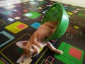 Close up, adorable domestic Indonesia kitten ( orange color stripped )sitting in the green plastic basin on the carpet Royalty Free Stock Photo