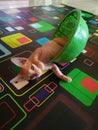 Close up, adorable domestic Indonesia kitten ( orange color stripped )sitting in the green plastic basin on the carpet Royalty Free Stock Photo