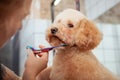Adorable dog at pet grooming salon
