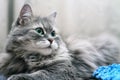 Close-up of Adorable Fluffy Silver Siberian Cat Royalty Free Stock Photo