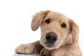 Close up of adorable golden retriever puppy laying down Royalty Free Stock Photo