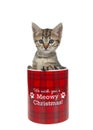 Grey and brown tabby kitten peeking out of a cookie jar isolated