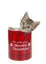 Tabby kitten peeking out of a red checkered Meowy Christmas jar