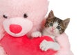 Polydactyl kitten hugging a heart with a pink bear, isolated